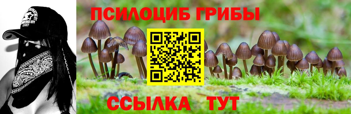 Галлюциногенные грибы Psilocybine cubensis Киселёвск