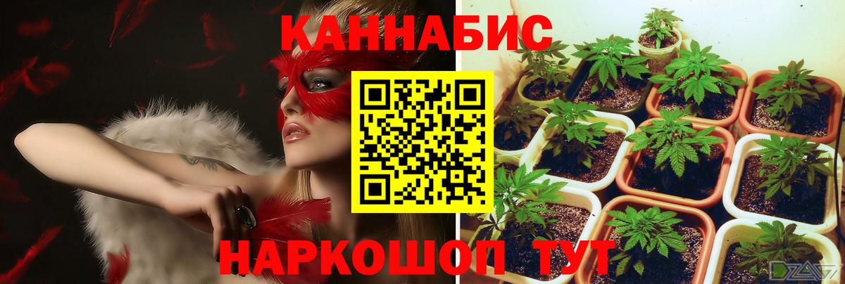 Шишки марихуана Amnesia  Шишки марихуана планчик  Вход с VPN  Бошки Шишки LSD WEED  Киселёвск  МАРИХУАНА SATIVA & INDICA 